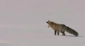 SAP юмор
